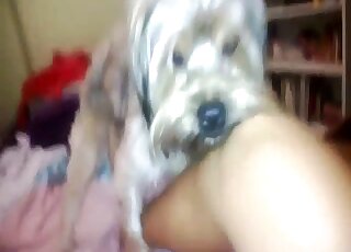 POV Terrier is trying to reach the girl's pussy for pounding