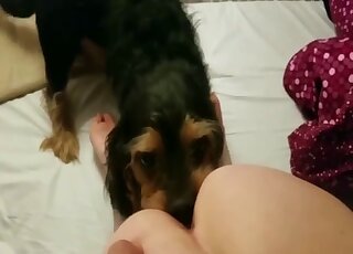 Terrier is giving fantastic pussy licking to amateur teen girl