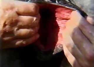 Amateur folks give you insight into gaping horse pussy