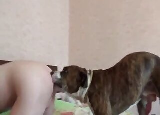 Impatient Pit Bull treats redhead babe with vigorous cunny drilling