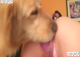 Fluffy Golden Retriever is stuck in the girl's moist pussy