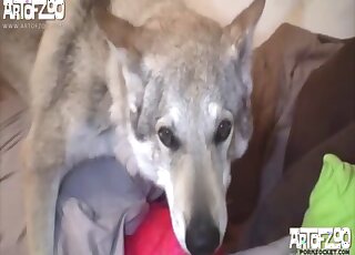 Dog in heat gives intense cunny drilling to submissive teen girl