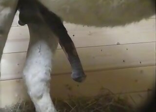 Animal porn - Copulation between donkeys in heat was caught on camera