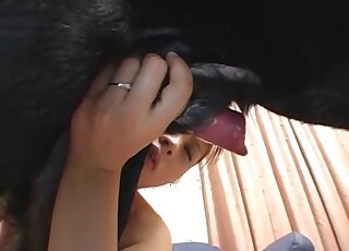 Busty Asian redhead moans while getting licked by Labradors in heat