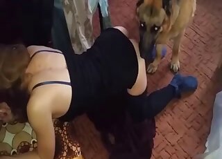 German Shepherd tops mature broad in doggy position
