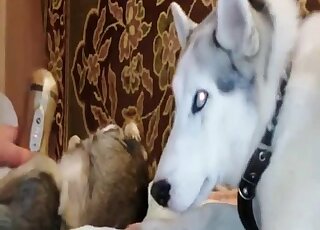 Lazy dog has cock pump applied to his raging boner