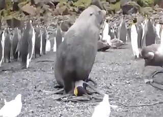 Seal & penguin are engaged in interspecies zoo banging