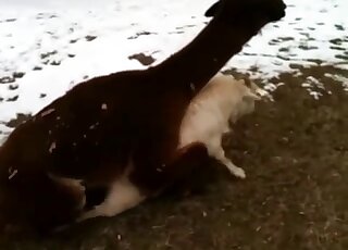 Randy Llama is trying to sexually dominate goat