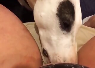 White doggo practicing its oral skills with horny zoophilic housewife