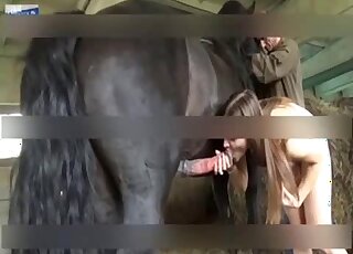 Black stallion allows lady to suck on its colossal penis with passion