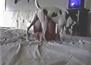 Dalmatian using its colossal penis to screw a lady from behind