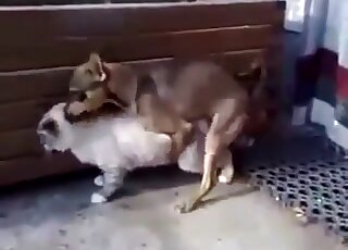 Small dog cannot stop fucking a shapely cat with a tight pussy