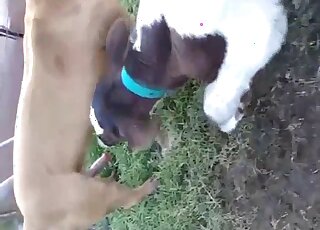 Dog and cow sloppy outdoor zoo perversions in really hot cam scenes
