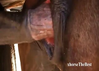 Zoophilia lover drools watching horses fuck in crazy manners