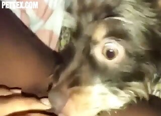 Small puppy licks ebony woman's cunt when she's masturbating on cam