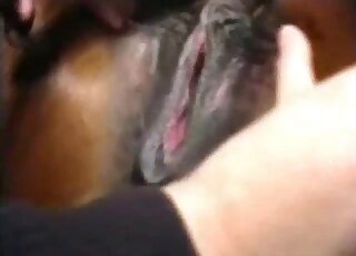 Horny male licks horse's wet cunt after a harsh fist fuck