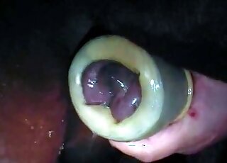 Agile zoophile bitch delivers a stunning handjob to a horse