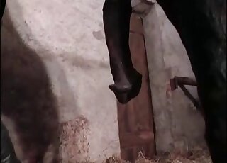 Horse fucks dude's ass and cums inside his tight hole during zoo porn