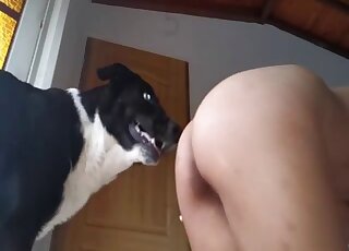 Energized babe sits nude and gets the dog to fuck her in amateur XXX