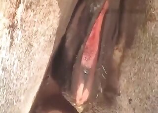 Donkeys fucking make horny zoophilia addict to crave sex