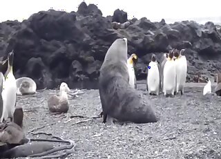 Sea lion fucks with his female in superb outdoor cam scenes