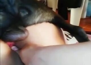 Amateur feels great spinning entire dog dick in her succulent cunt