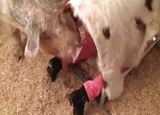 Sexy woman with pink hair filmed pushing the limits in real zoophilia