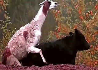 Crazy zoophilia scenes when a male Lama tries to fuck a cow