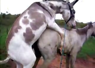 Pair of horses fuck and horny zoophilia lover drools by watching