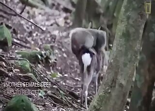 Monkey tries to fuck baby deer while zoo porn lover filming the scene