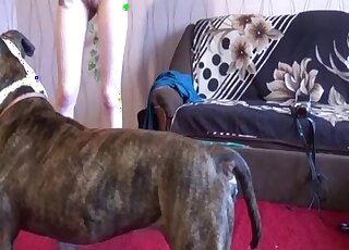 Special treat in home zoophilia after the babe throats the wet dick