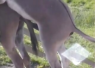 Guy filming donkey's huge dick and feeling horny to taste it