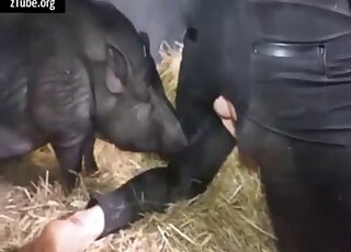 Pig shows aroused woman proper vaginal zoophilia intercourse
