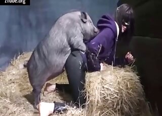 Clothed brunette in brutal zoophilia getting fucked by a pig