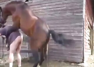 Brown stallion using its penis to punish a male zoophile outdoors