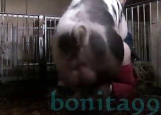 Board with a big boner fucking a zoophilic beauty dressed in red