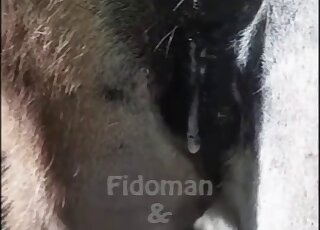 Guy showing his hairy cock as he fucks this gorgeous mare from behind