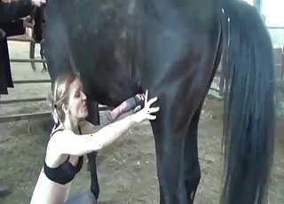 Attractive lady in black lingerie is sucking on a horse's meaty penis