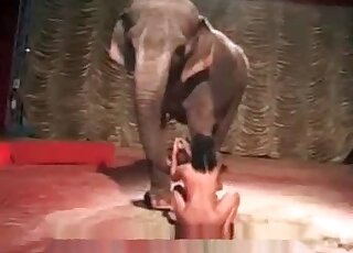 Filthy and naked brunette is riding on a dildo in front of an elephant