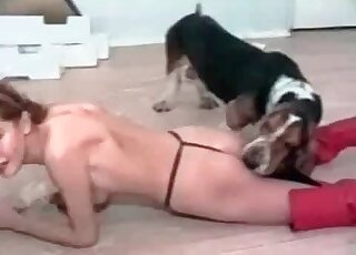 Aroused doggy wants to fuck its owner and lick that pussy