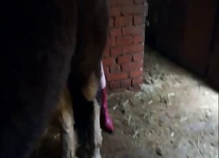 Zoophilic oral with a zoophile who's very gifted in terms of hot oral