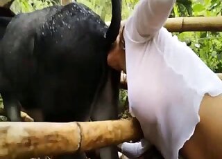 Appealing and charming zoophile lady jacking horse cock outdoors