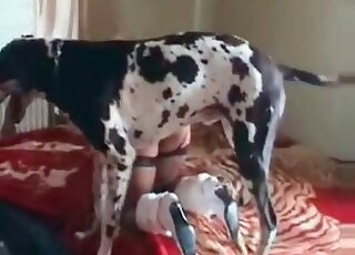 Blond zoophile bitch in sexy lingerie gets banged by a dog at home