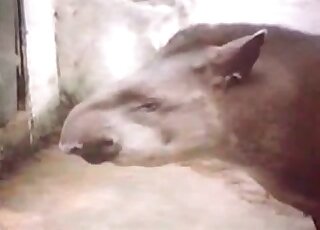 Aroused horse gets an erection and horny bitch gladly starts sex