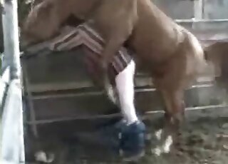 Aroused stallion bangs tight ass hole of a nasty zoophile in stables