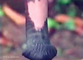 Black horse bangs wet pussy of a zoophile slut during hot zoo porn