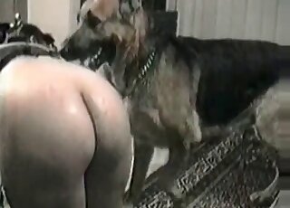 Aroused shepherd dog organizes doggy-style pussy-fucking with a babe
