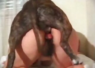 Hairy cunt of a bitch gets banged hard by an aroused dog in zoo porn