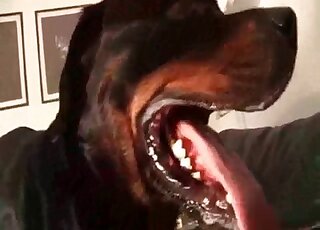 Filthy zoophile whore gladly collects cum from her dog in a flusk