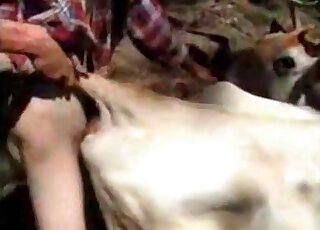 Naughty zoophile starts fucking cow from behind outdoors